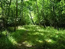 Banhaw Wood