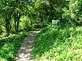 Footpath on Chosen Hill