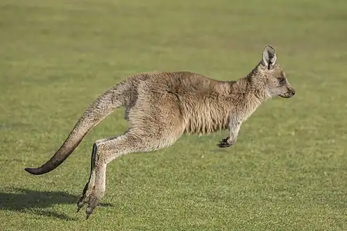juvenile M. g. tasmaniensis