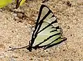 At Fraser's Hill, Malaysia