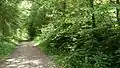 Forest path in June