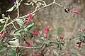 Fruiting branch of Fuchsia microphylla