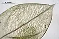 A single leaf, consisting of a single sheet of cells.