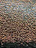 Coral Spot fungus Nectria cinnabarina
