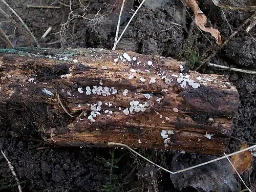 Oak pin, Cudoniella acicularis