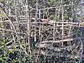 Hedge, 4 years after laying (in and after the training course), a living barrier and habitat