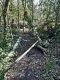 Winching strop around base of lodged Birch trunk, ready to pull