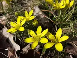 Radnor lily