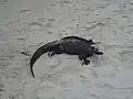 (Amblyrhynchus cristatus) in Tortuga Bay.