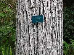 U. serotina bark