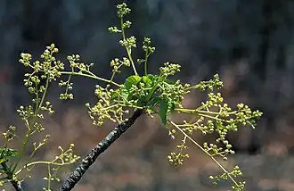 Inflorescence