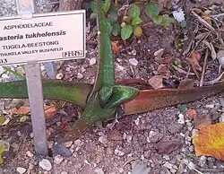 Gasteria tukhelensis has slender, smooth and shiny leaves