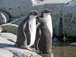 Juvenile gentoos on Petermann Island