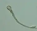 Geoglossum cookeanum paraphyses, 800X total magnification.