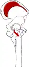 Origin and attachment areas.