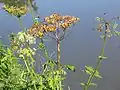 The giant hogweed causes a burning pain