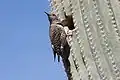 By a nest hole in a saguaro
