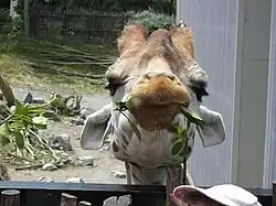 Giraffe