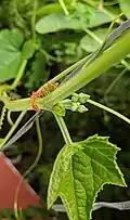 Extrafloral nectar glands[19] in Luffa acutangula and Oecophylla smaragdina ants