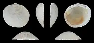 Fossil (Pliocene)