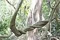 A twisted, woody G. edule vine