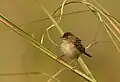 Golden-headed Cisticola (Cisticola exilis tytleri) at Manas National Park, Assam, India