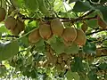 Actinidia chinensis var. chinensis