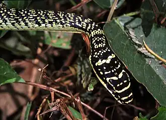 Head