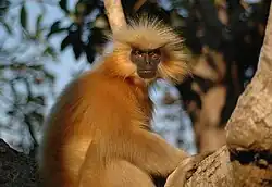 Brown monkey