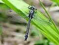 Gomphus vulgatissimus