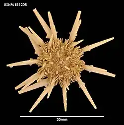 Goniocidaris umbraculum