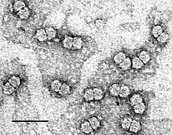 Maize streak virus