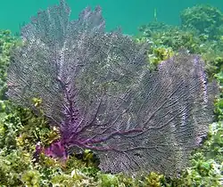 Sea fan Gorgonia ventalina (Alcyonacea, part of Octocorallia)