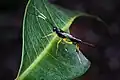 Gotra gilberti from Brisbane, Australia