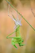 Female during ecdysis (molting)