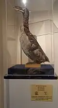 Great auk