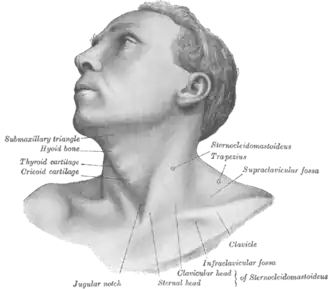 Anterolateral view of head and neck.