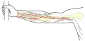 Front of right upper extremity, showing surface markings for bones, arteries, and nerves