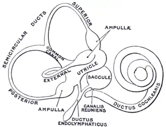The membranous labyrinth.