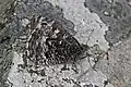 H. s. atlantica Argyll, Scotland