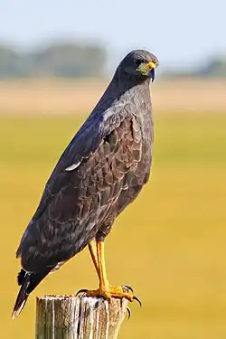 South Brazil