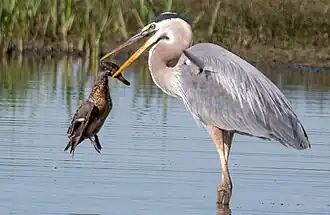 Eating a duck