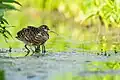 at Chitwan National Park, Nepal