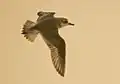 In flight; Kutch, India