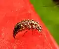 Chrysopa oculata larva in Ontario