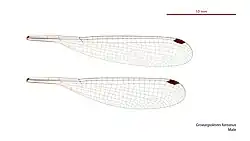 Male wings