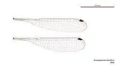 Male wings