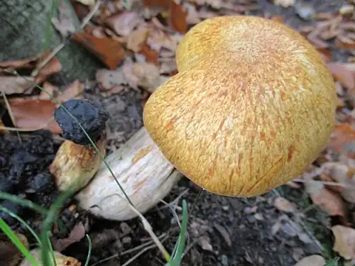 Wild specimen