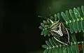 Adult Gynenica sp.