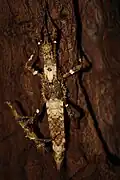 L2 nymph and subadult female